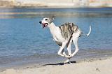WHIPPET 185